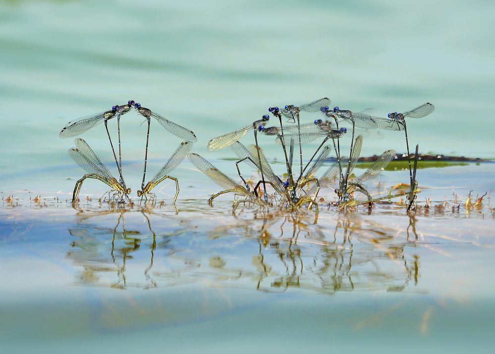 Little Dragonfly Mating von Rob Li