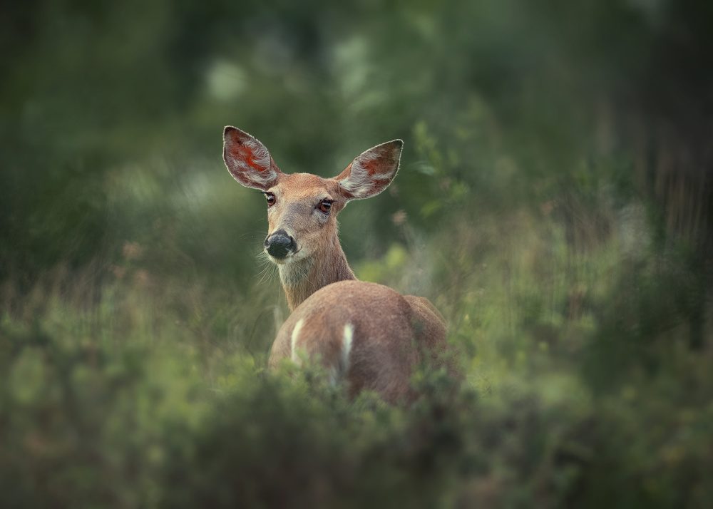 Doe-eyed von Rob Li