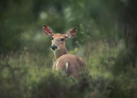 Doe-eyed