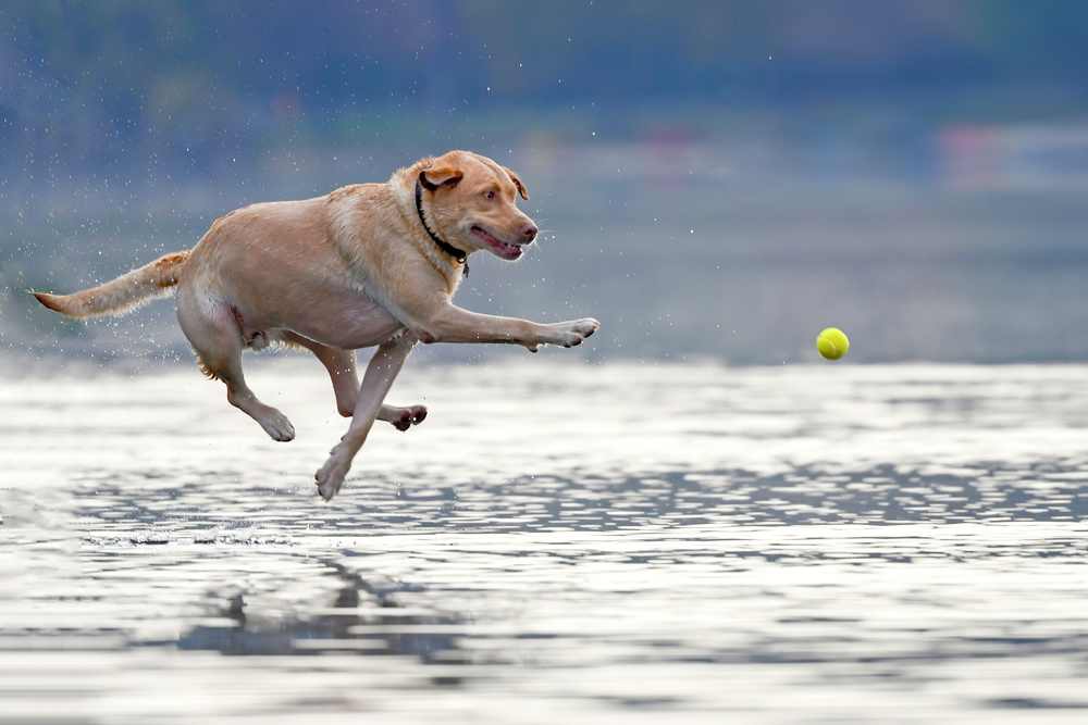 Dance above the water von Rob Li