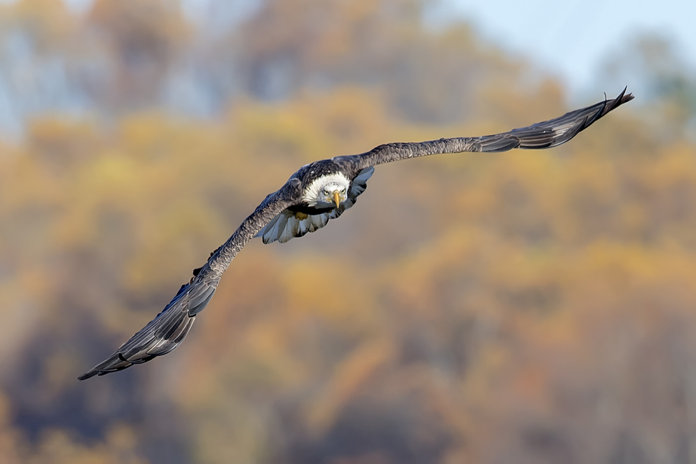 BaldEagle-3 von Rob Li