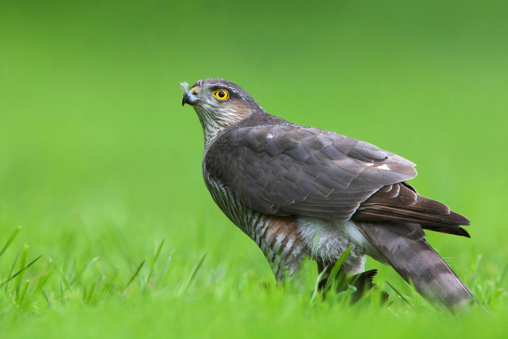 Eurasian Sparrowhawk von Rob Olivier