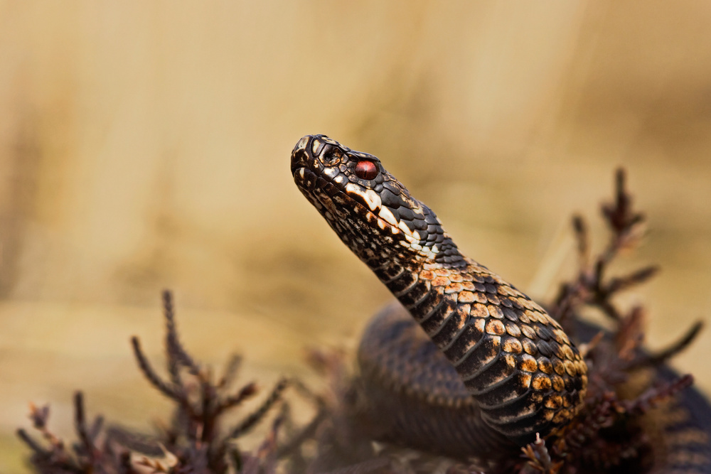 Common Viper von Rob Olivier