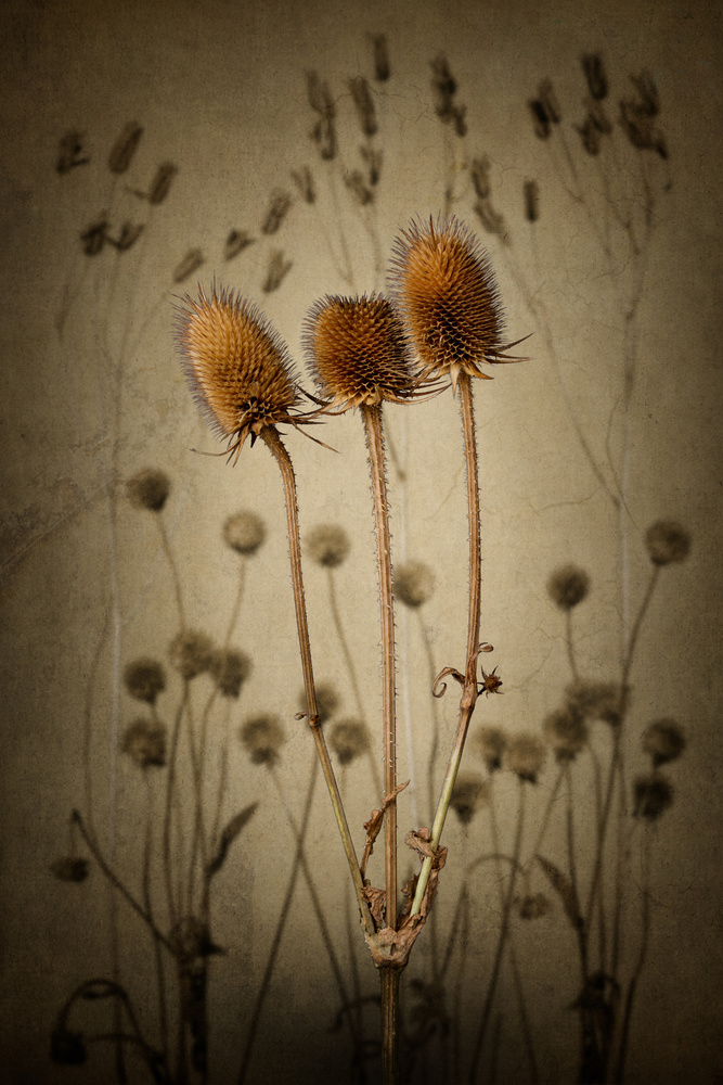 Teasel von Rob Olivier