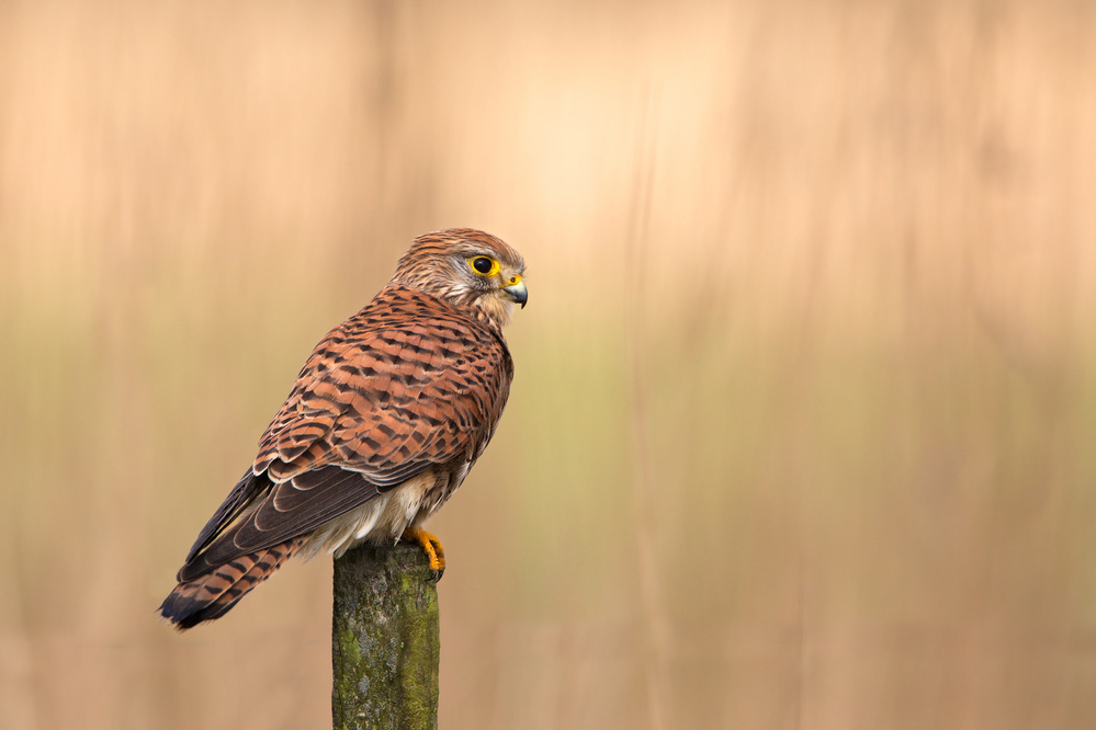 Female Common kestrel von Rob Olivier