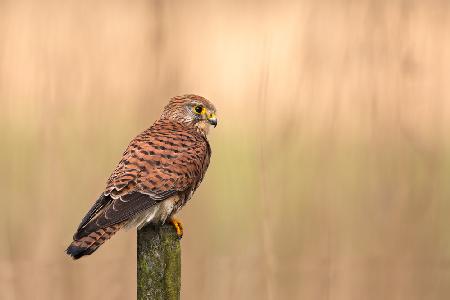 Female Common kestrel