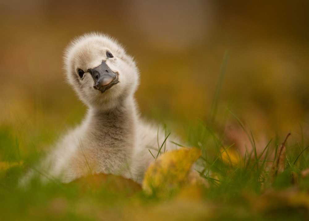 Black Swan Baby von Robert Adamec