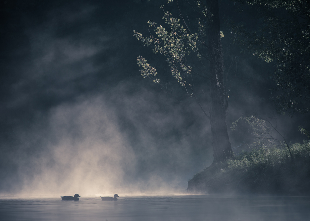 The morning von Robert Adamec