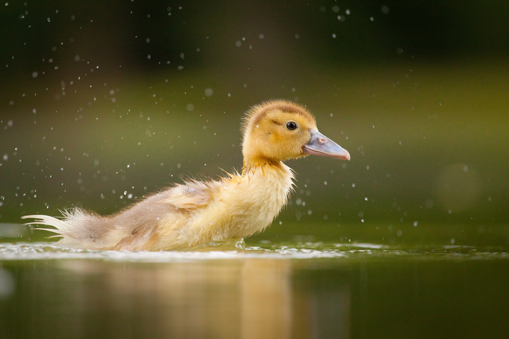 Ducling von Robert Adamec