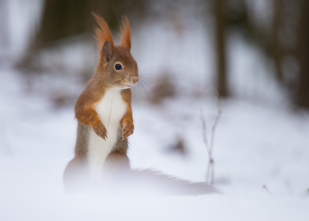 Squirrel von Robert Adamec