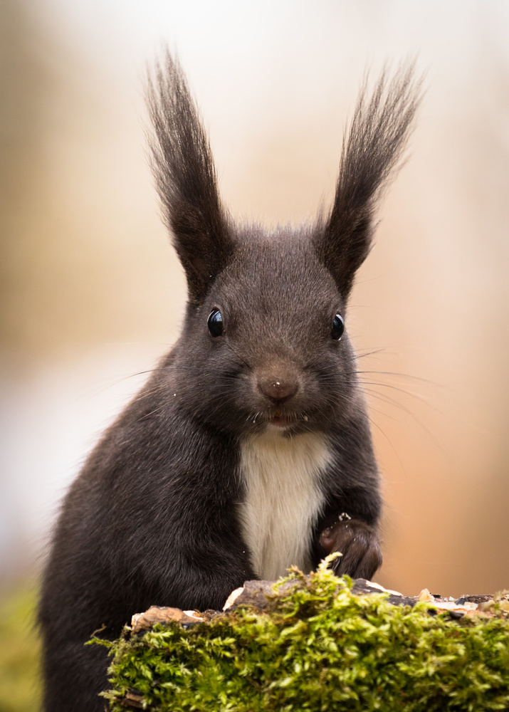 Squirrel von Robert Adamec