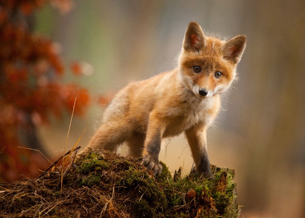 Fuchs von Robert Adamec