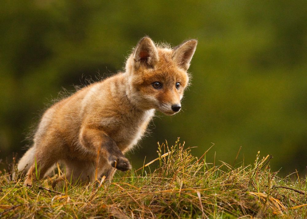 Fuchs von Robert Adamec