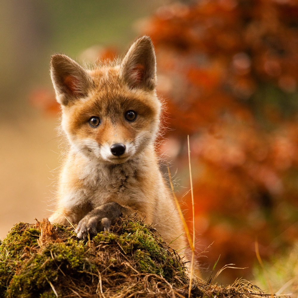 Fox von Robert Adamec