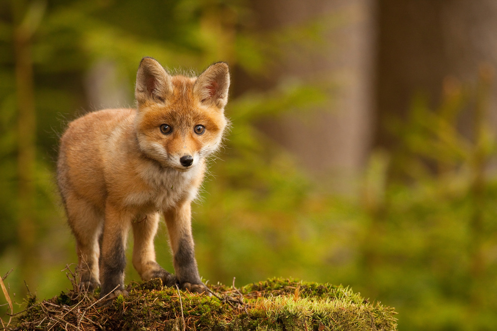 Fox von Robert Adamec