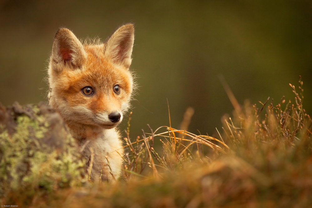 Fox von Robert Adamec