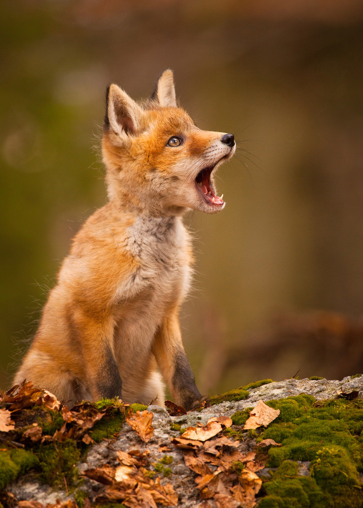 Fox von Robert Adamec