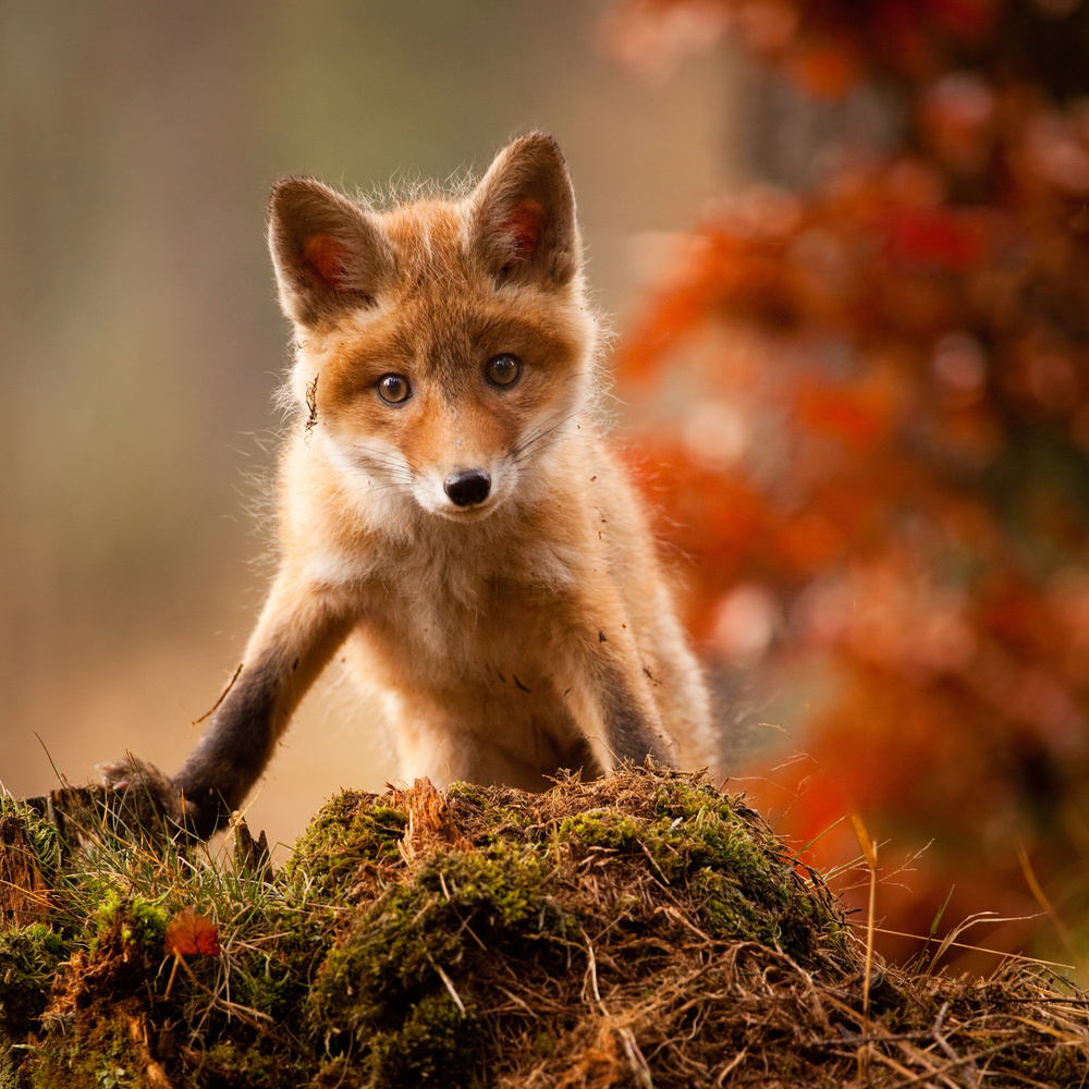 Fox von Robert Adamec