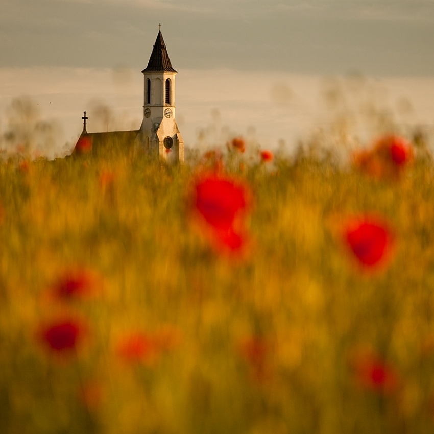 In the poppy fields von Robert Adamec