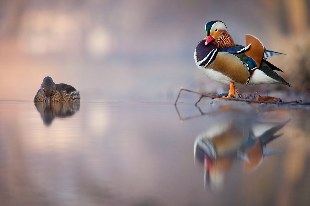 Mandarin duck von Robert Adamec