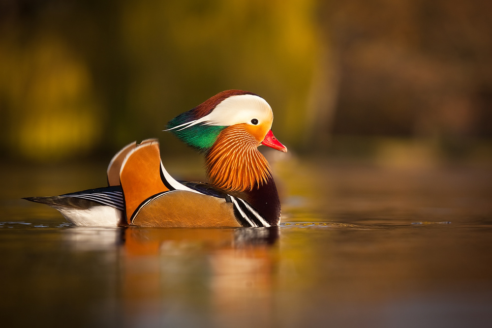 Mandarin duck von Robert Adamec