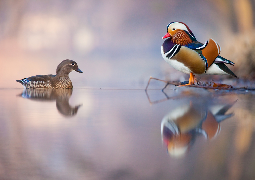 Mandarin duck von Robert Adamec