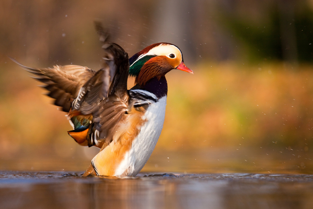 Mandarin duck von Robert Adamec