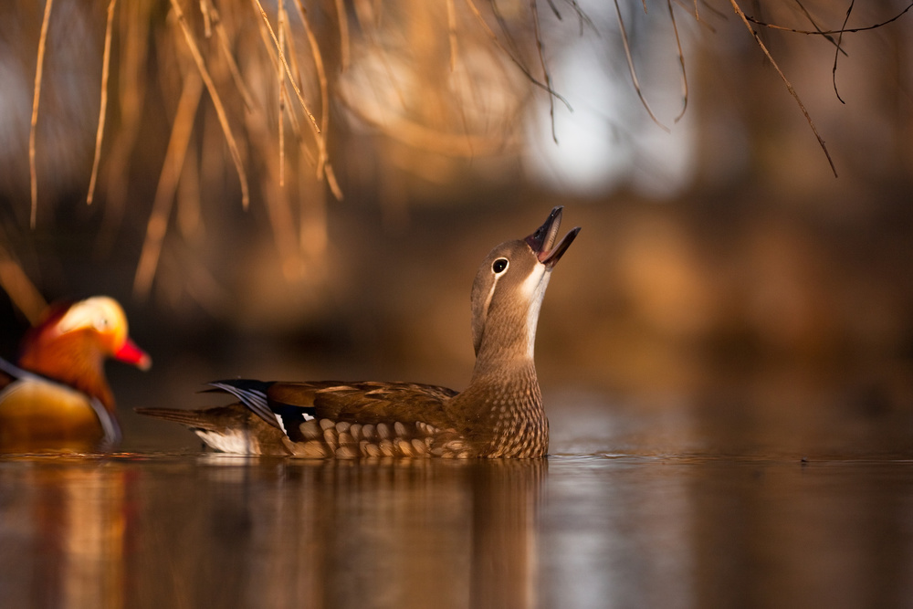 Mandarin duck von Robert Adamec