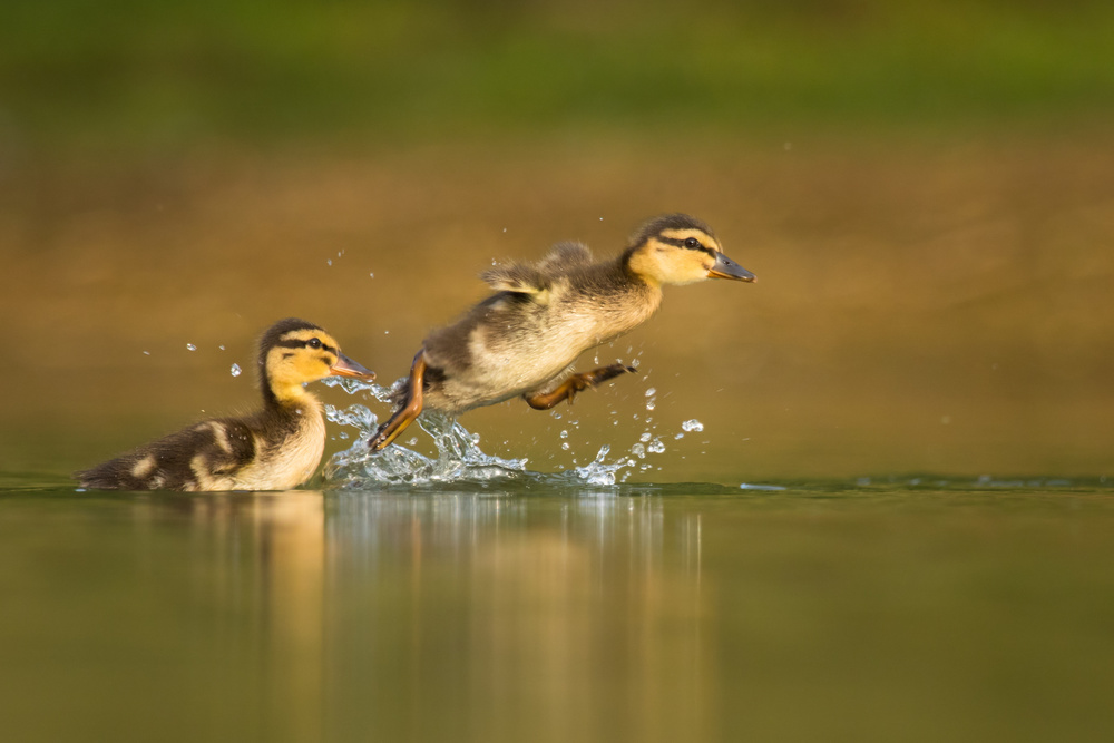 Racing von Robert Adamec