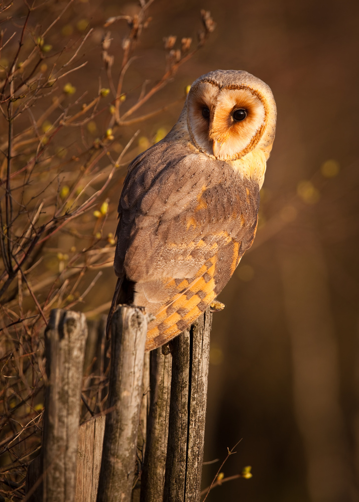 Barn Owl von Robert Adamec