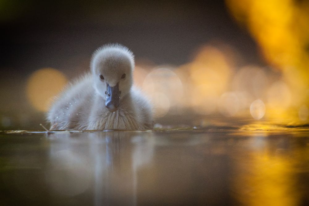 Schwarzer Schwan von Robert Adamec