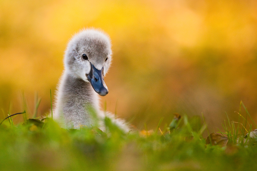 Black swan von Robert Adamec