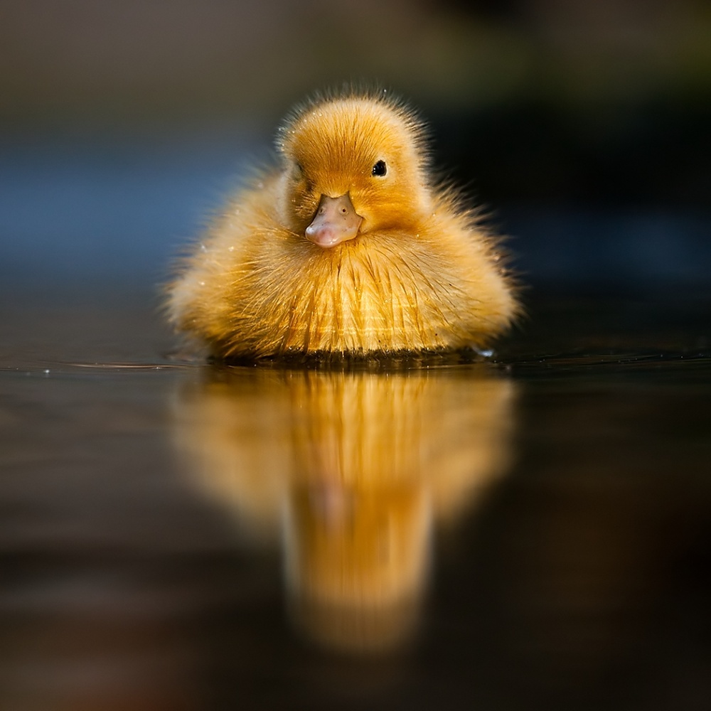 Sun von Robert Adamec