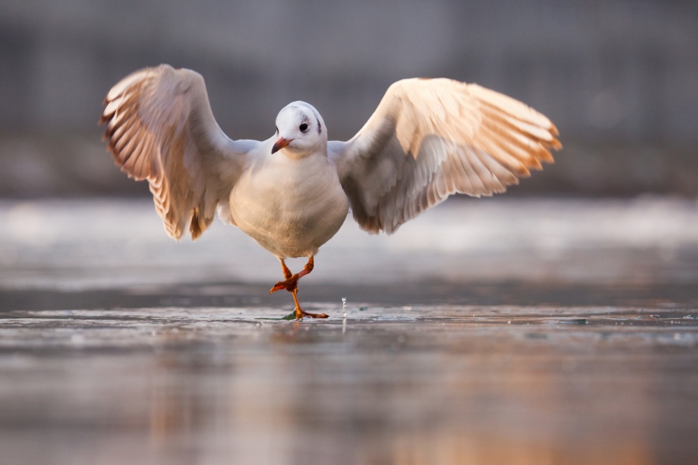 Dancer von Robert Adamec