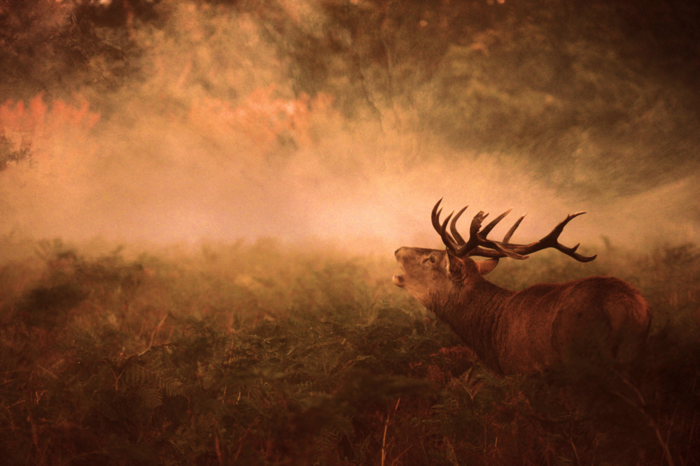 Autumn Is Coming... von Robert Fabrowski