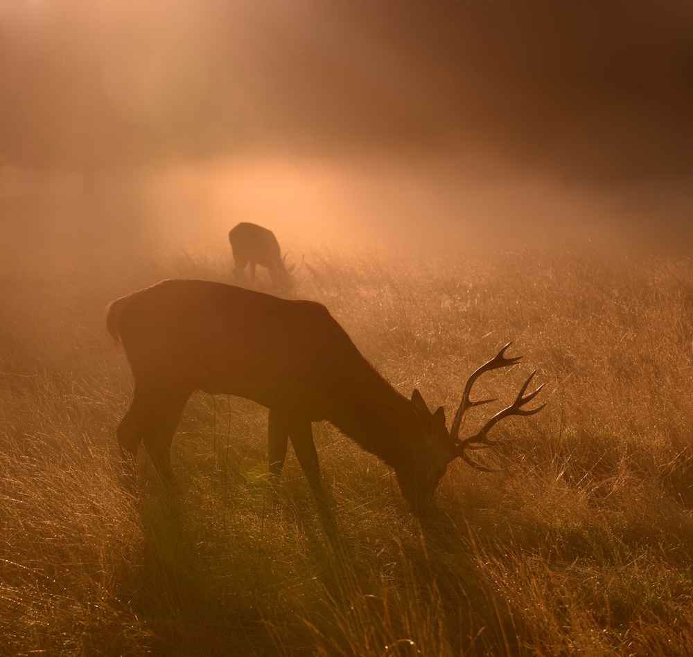 Light means everything... von Robert Fabrowski