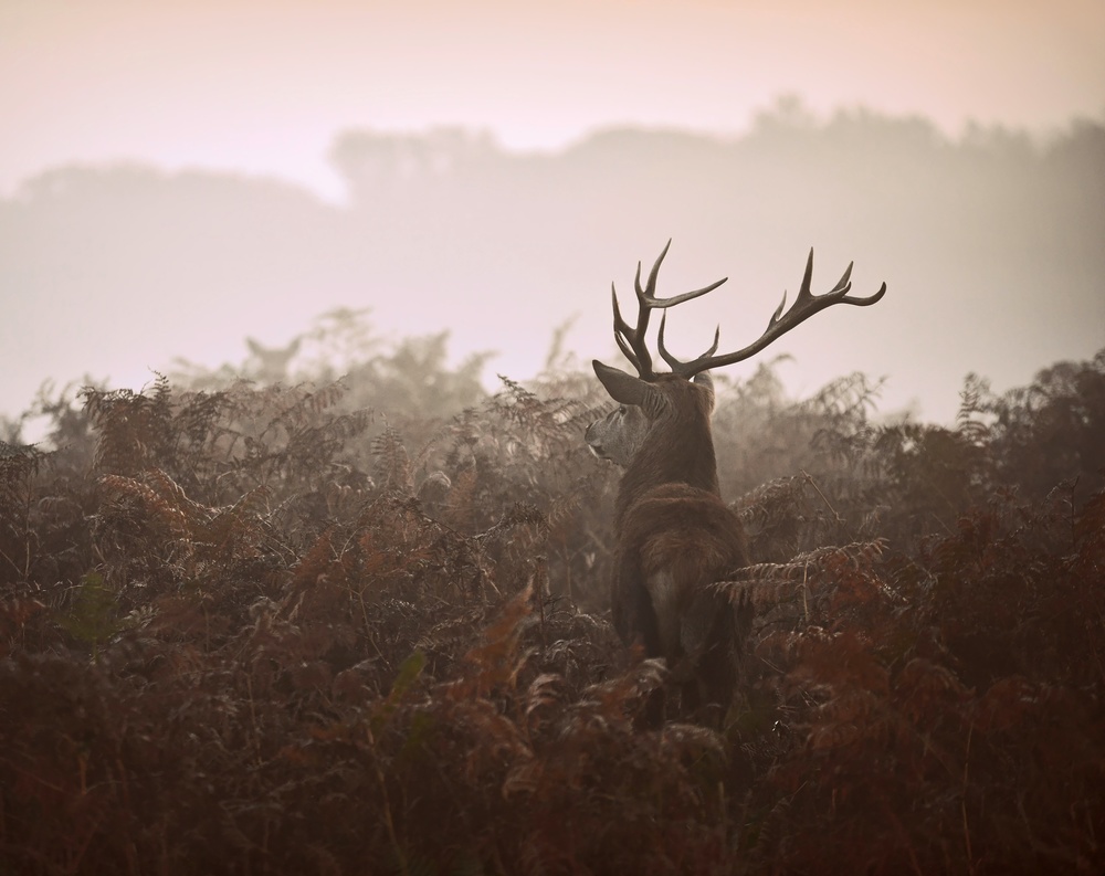 Longing for the great forest... von Robert Fabrowski