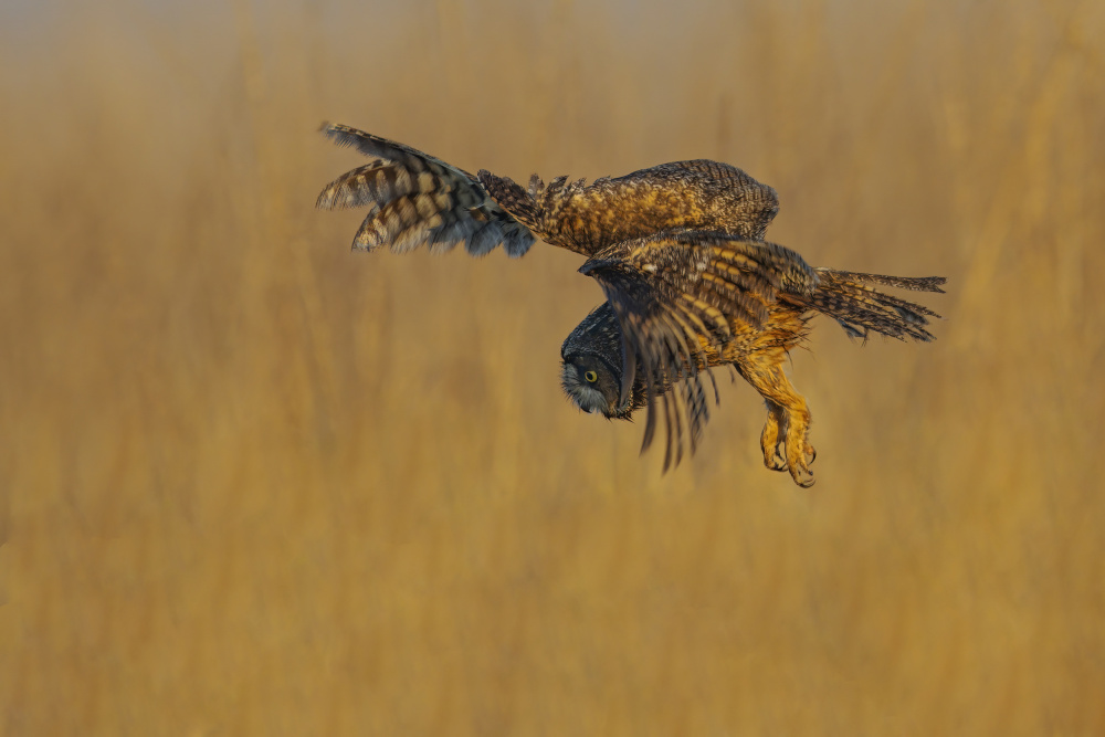 Looking For A Meal von Robert Ge