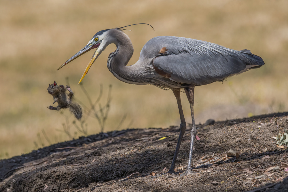 Blue Heron von Robert Ge