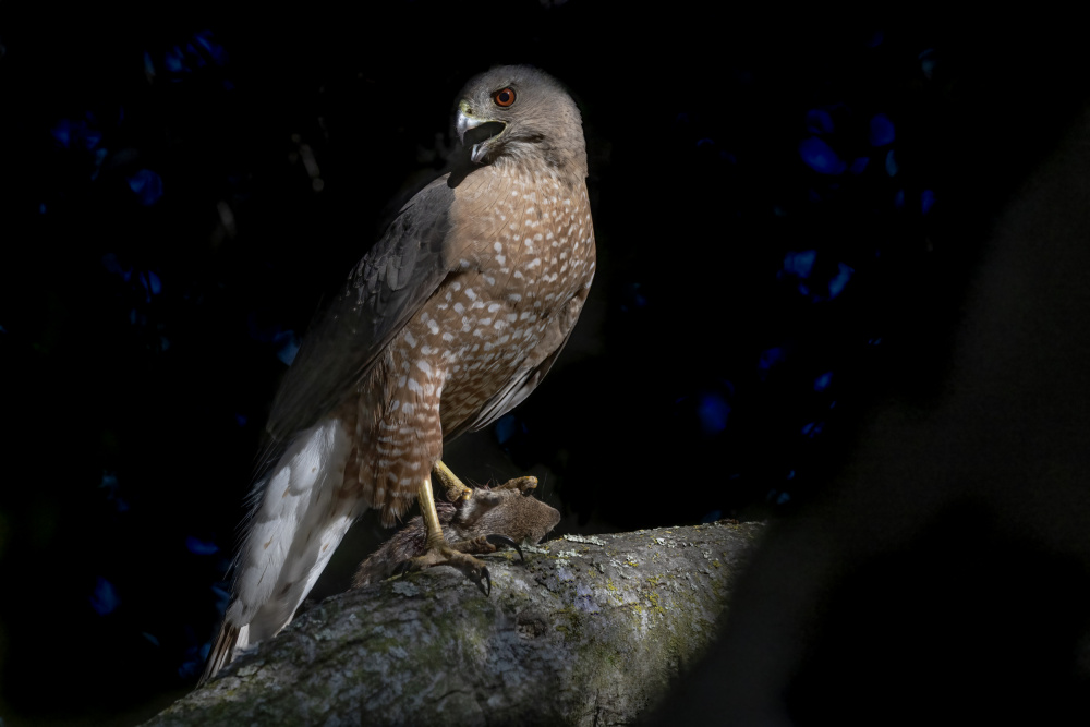 Cooper Hawk von Robert Ge