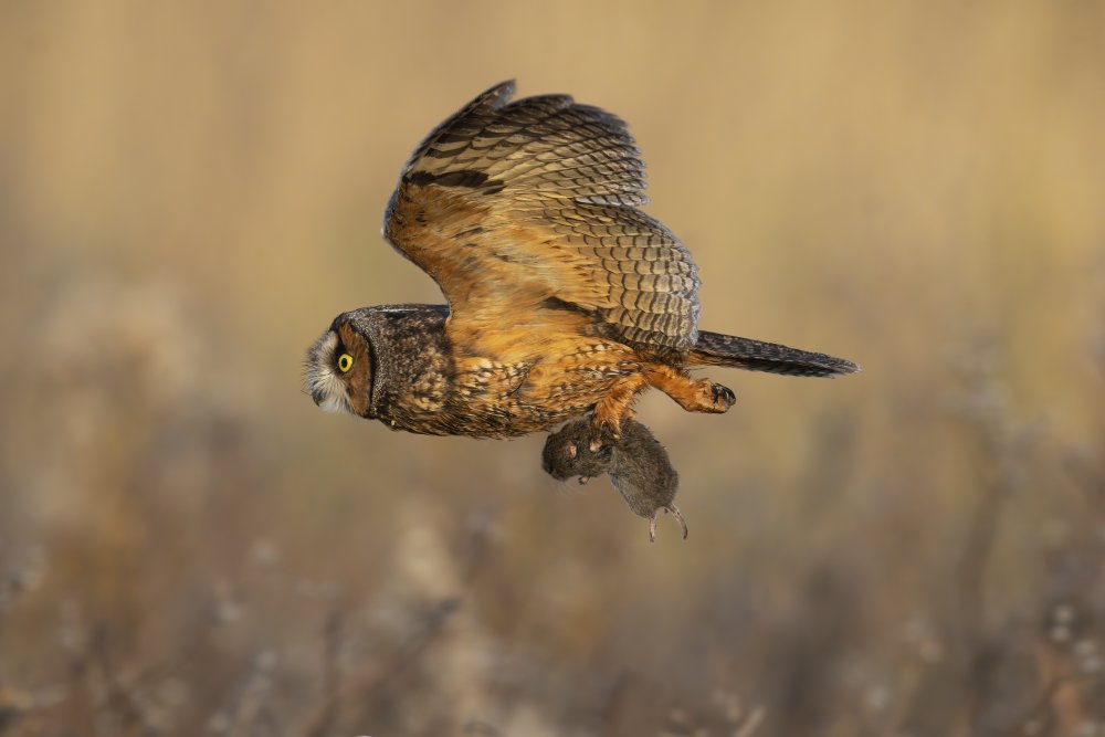 Breakfast! von Robert Ge