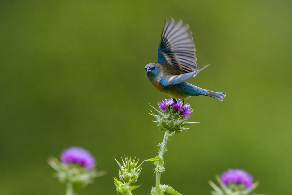 Lazuli Bunting_3 von Robert Ge