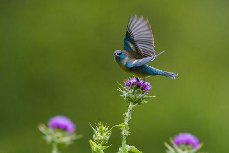 Lazuli Bunting_3