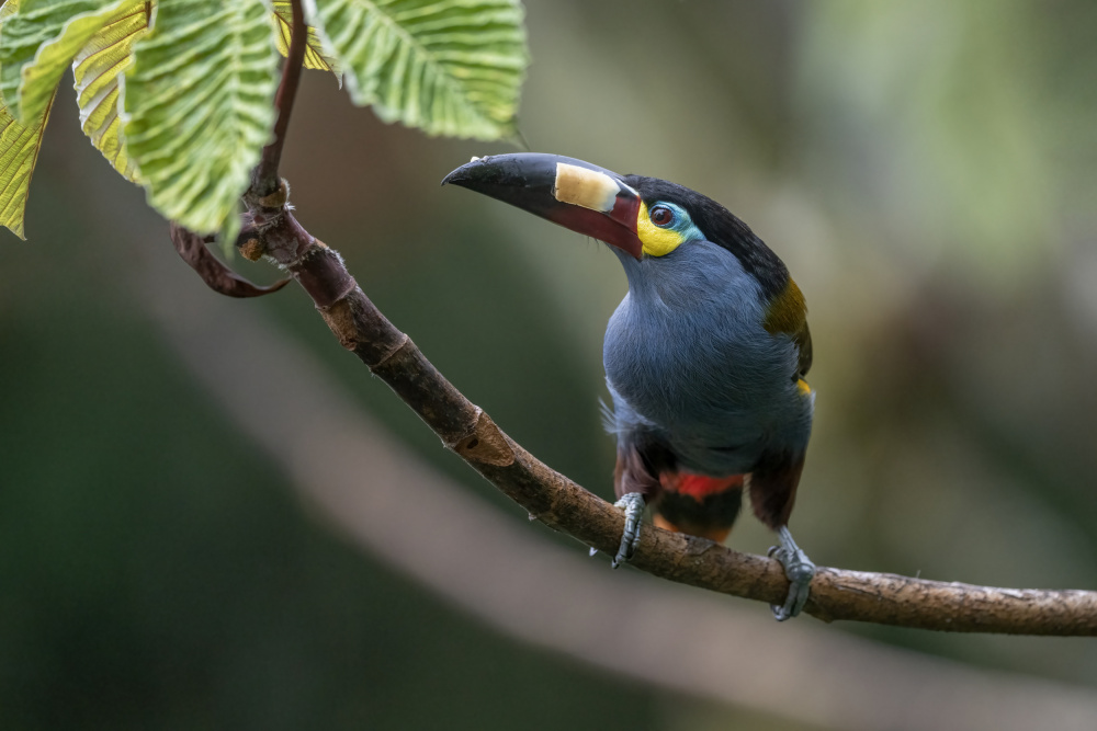 Plate_Billed Mountain Toucanet von Robert Ge