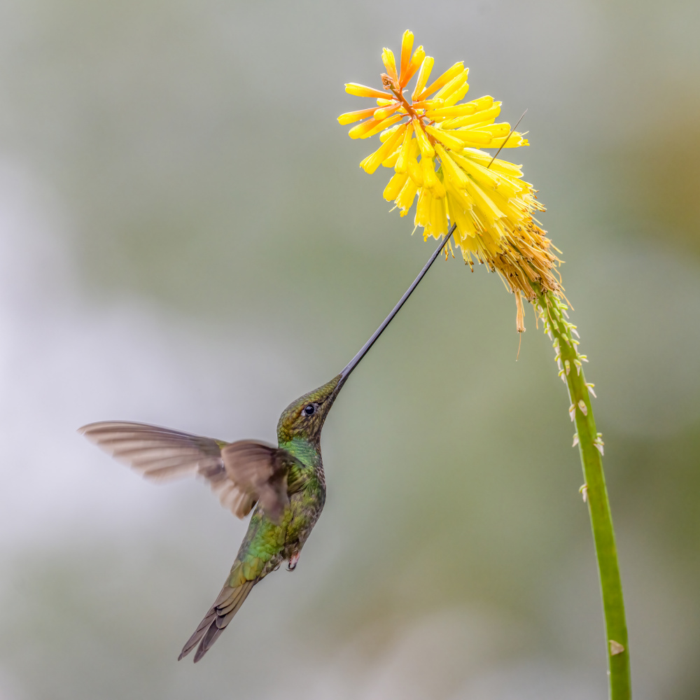 Sward_Billed Hummingbird von Robert Ge