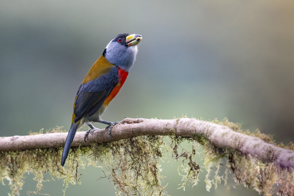 Toucan Barbet von Robert Ge