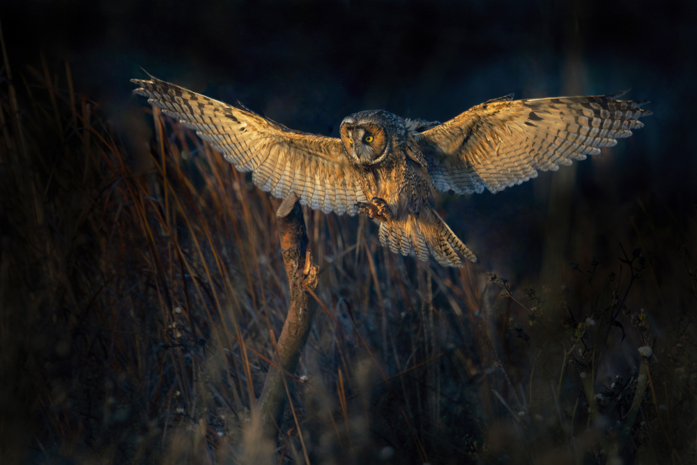 Long-eared owl von Robert Ge