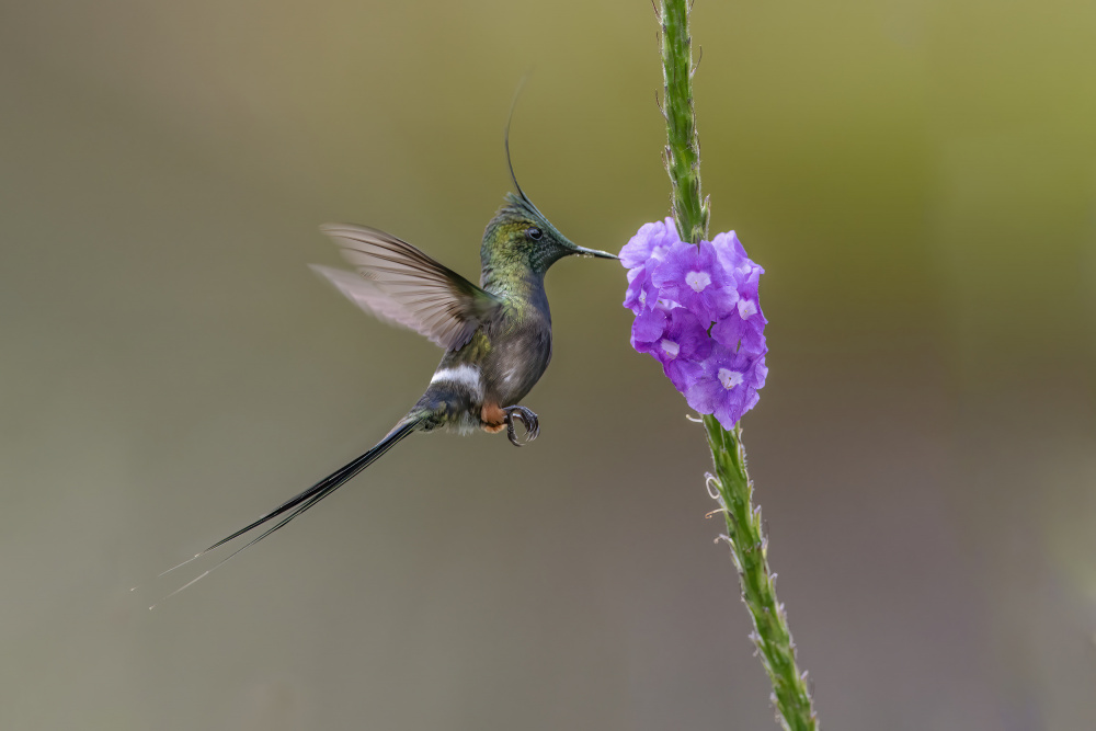 Wire_Crested  Thorntail Hummingbird von Robert Ge