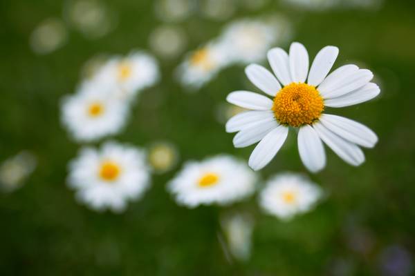 Blumenwiese mit Margeriten von Robert Kalb