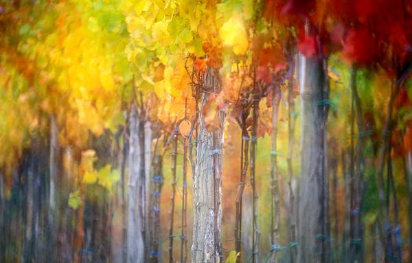 Bunt gefärbter Weinstock im Herbst von Robert Kalb